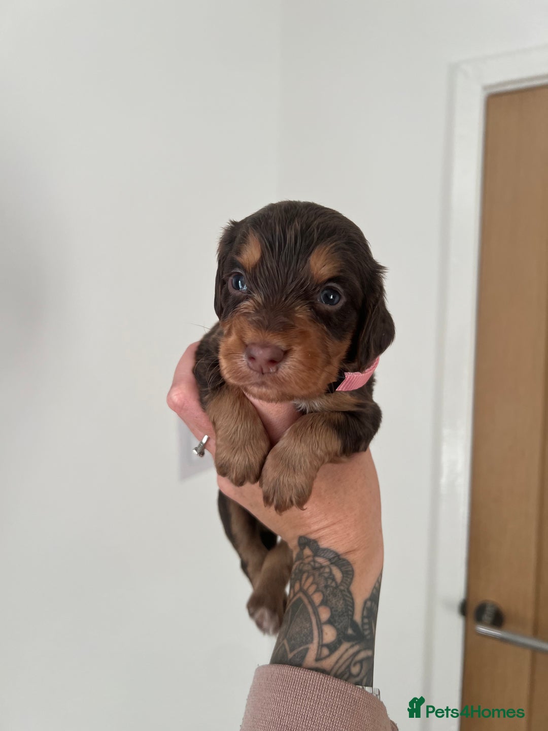 Cocker Spaniel dogs for sale: Working cocker spaniels - Image 1