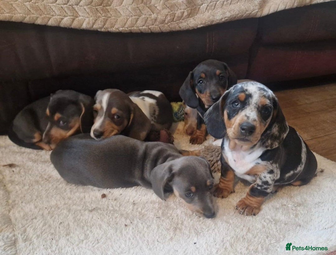 Miniature Dachshund dogs for sale: Stunning KC Registered Miniature Dashound  - Image 3