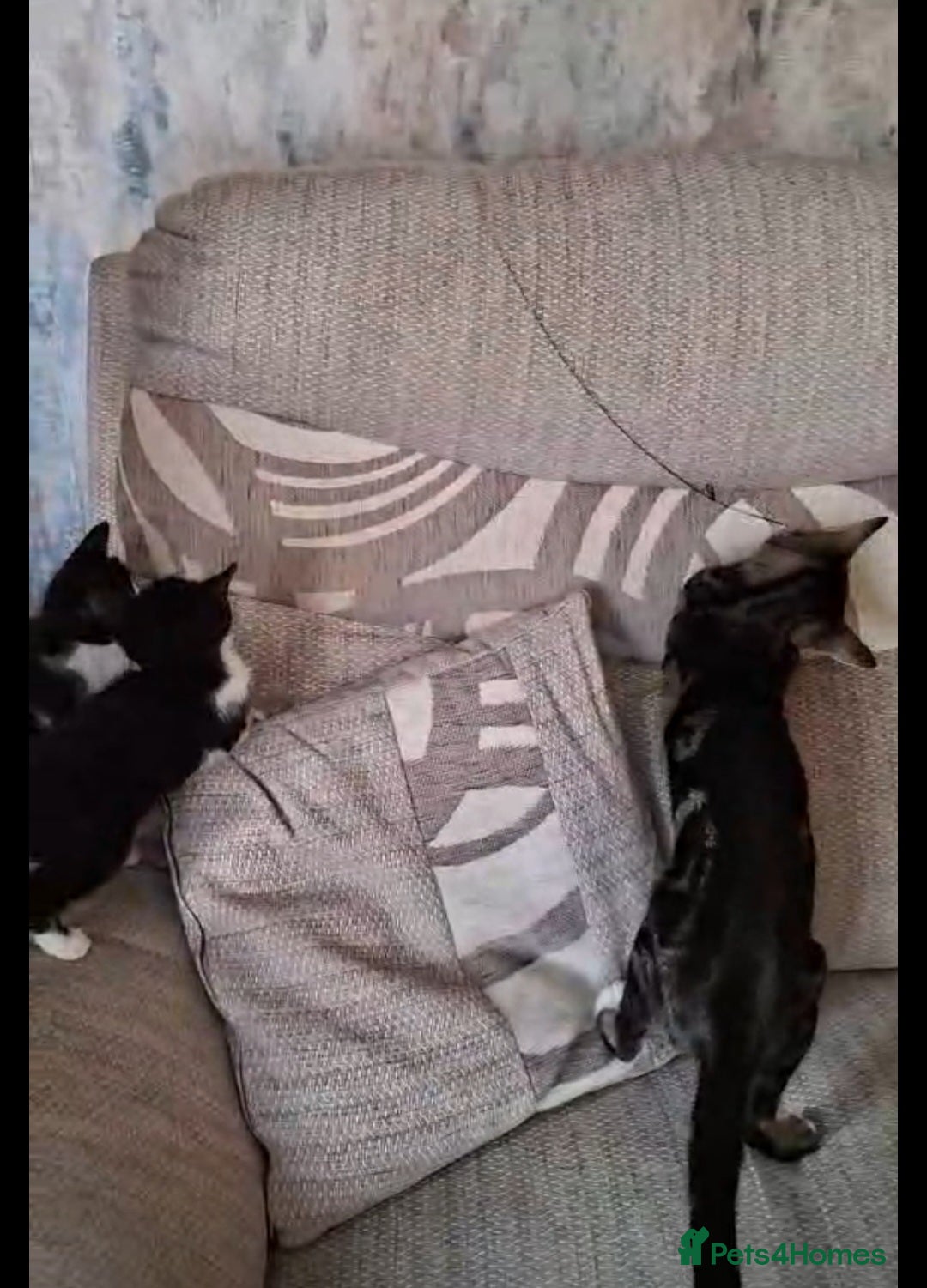 Mixed Breed cats for sale: Two male kittens - Advert 10