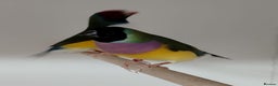 Finches birds for sale: Colourful Gouldian Finches!!! - Advert 8