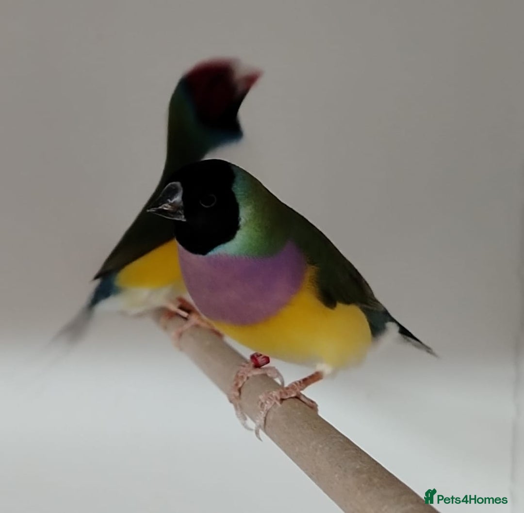 Finches birds for sale: Colourful Gouldian Finches!!! - Advert 8