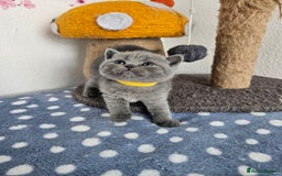 British Shorthair cats for sale: Gccf British Shorthair kittens  - Image 10