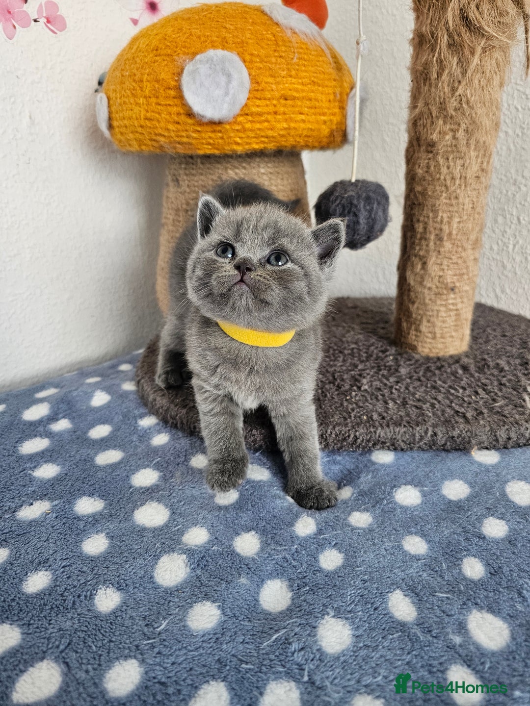 British Shorthair cats for sale: Gccf British Shorthair kittens  - Image 10
