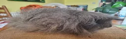 Guinea Pig rodents for sale: Swiss guinea pigs - Advert 2
