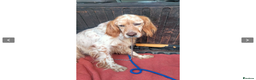English Setter dogs for adoption: Galio in Newcastle upon Tyne - Advert 10