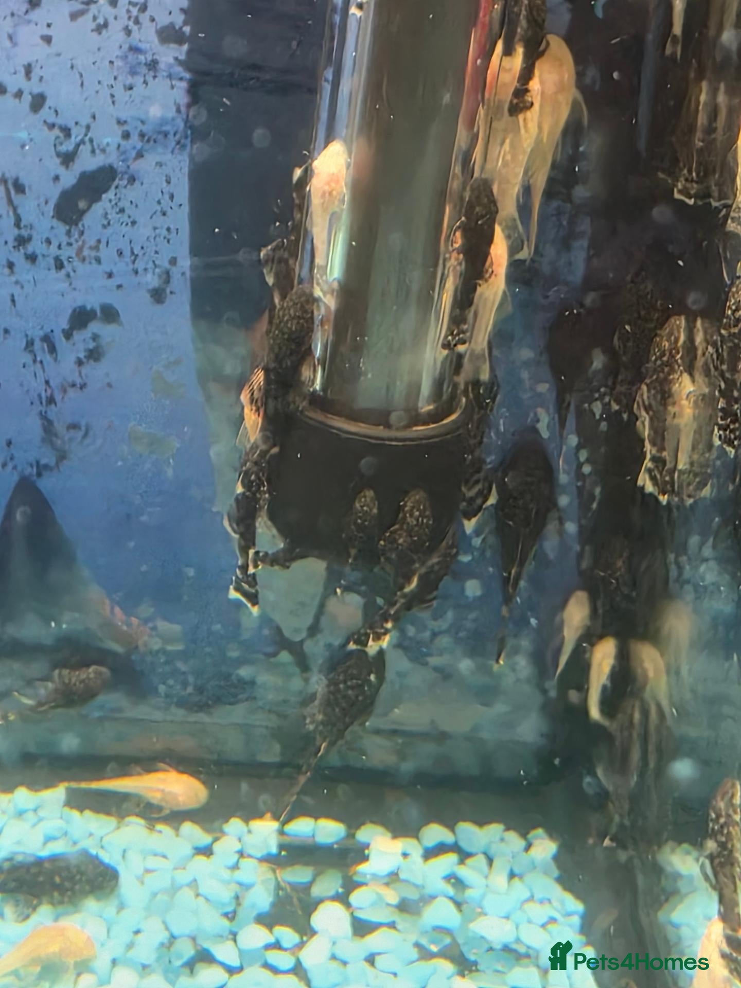 Plecos fish Albino - Black Plecos for sale  - Advert 11