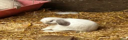Mixed Breed rabbits for sale: Plush lops - Advert 3