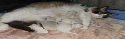 Ragdoll cats for sale: Amazingly Forward Chunky Confident Ragdoll Babies  in Bexhill-on-Sea - Advert 14
