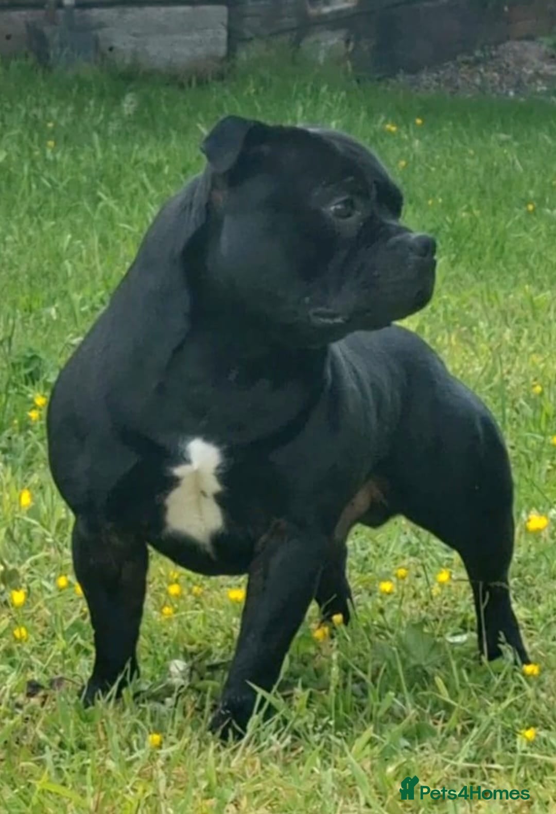 Staffordshire Bull Terrier dogs for stud: **OUTSTANDING**KC REGISTERED**MAXIMUS** - Advert 18