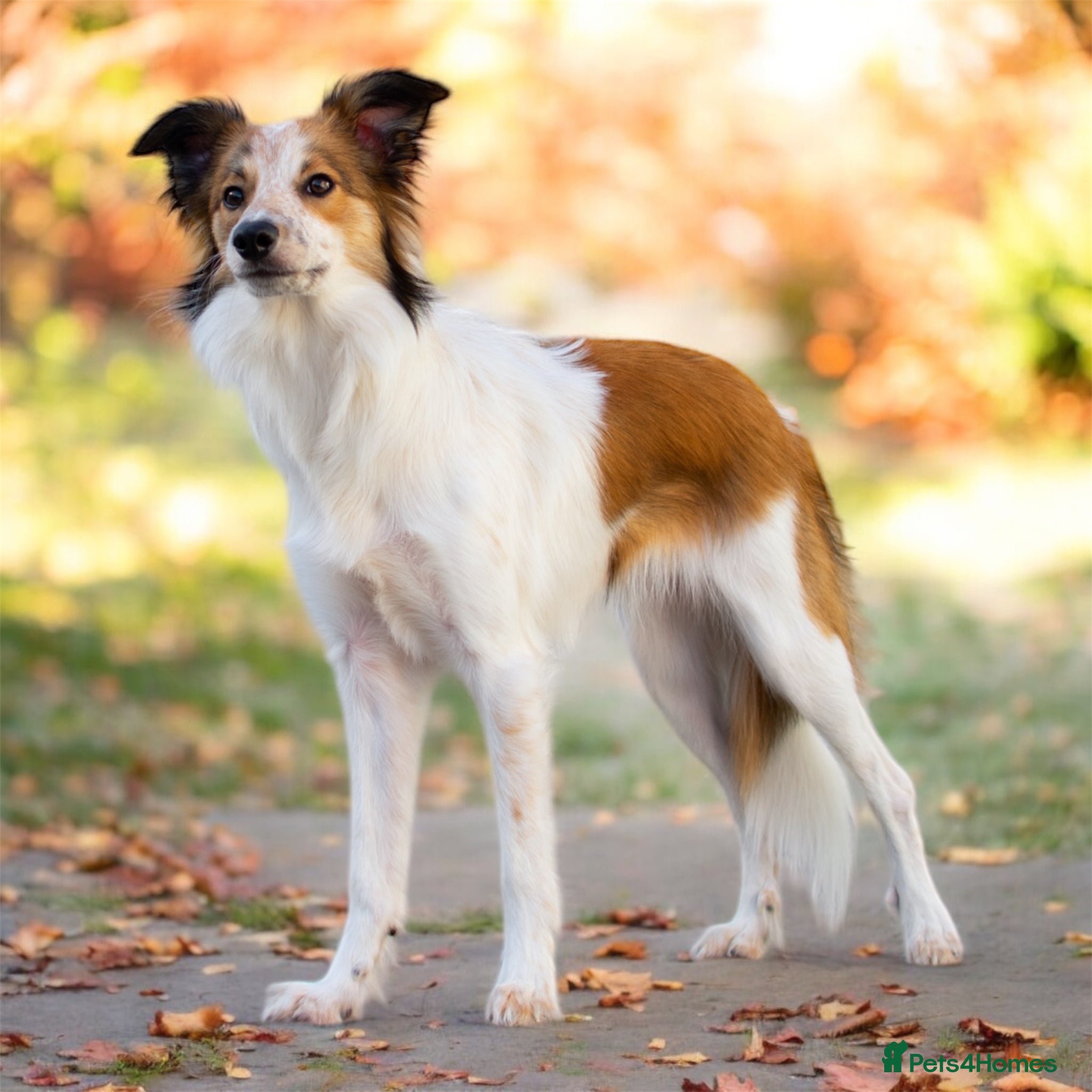 Border Collie dogs Female border collie for rehoming  - Advert 10