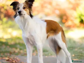 Border Collie dogs Female border collie for rehoming - Advert 10