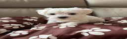 Maltese dogs for sale: KC registered Maltese boy  - Advert 12