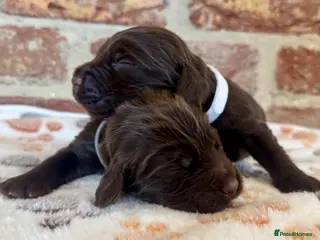 Cocker Spaniel dogs Kennel club registered males 🐾 - Advert 4