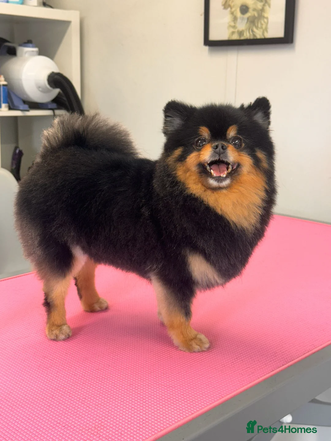 Pomeranian dogs for sale: Stunning Black and Tan Pomeranian  - Advert 3