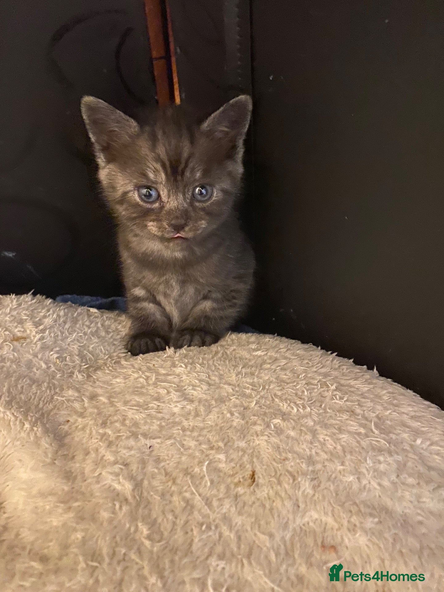Mixed Breed cats Gorgeous kittens needing loving homes - Advert 5