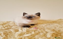 British Shorthair cats for sale: British Shorthair kittens  - Image 12