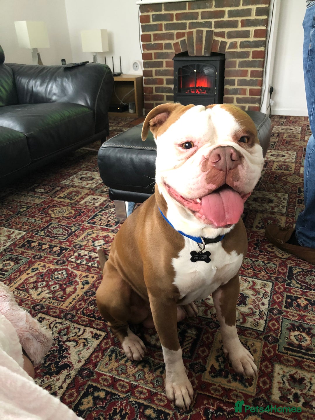 Old Tyme Bulldog dogs for sale: Monty - 7 years old MALE - Image 4