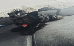 Yorkshire Terrier dogs for sale: Yorkshire terrier Tea cup puppies 480g at 8 weeks - Image 14