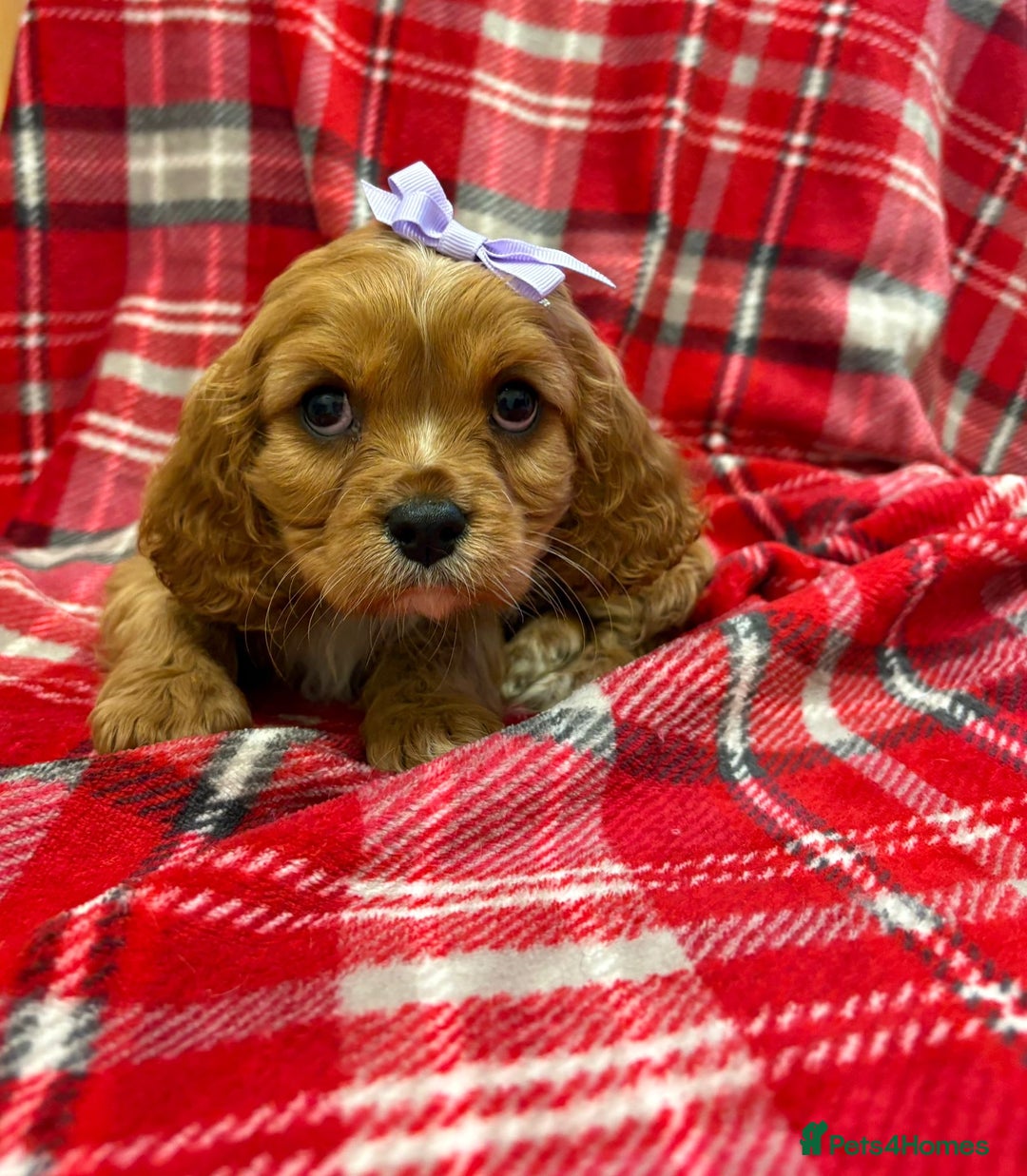 Cavalier King Charles Spaniel dogs for sale: Beautiful Cavalier King Charles babies ❤️ - Advert 10