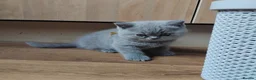 British Shorthair cats for sale: British shorthair kittens  in Leeds - Advert 17