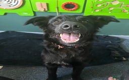 Mixed Breed dogs for sale: Golden Retriever Cross - Advert 1