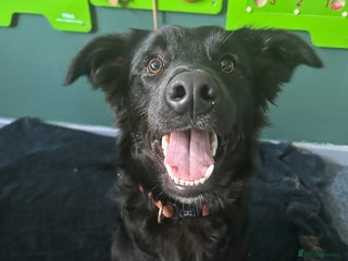 Mixed Breed dogs Golden Retriever Cross - Advert 15