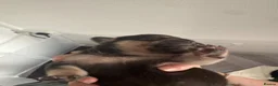 French Bulldog dogs for sale: French Bulldogs Puppies Availabe Soon - Advert 3