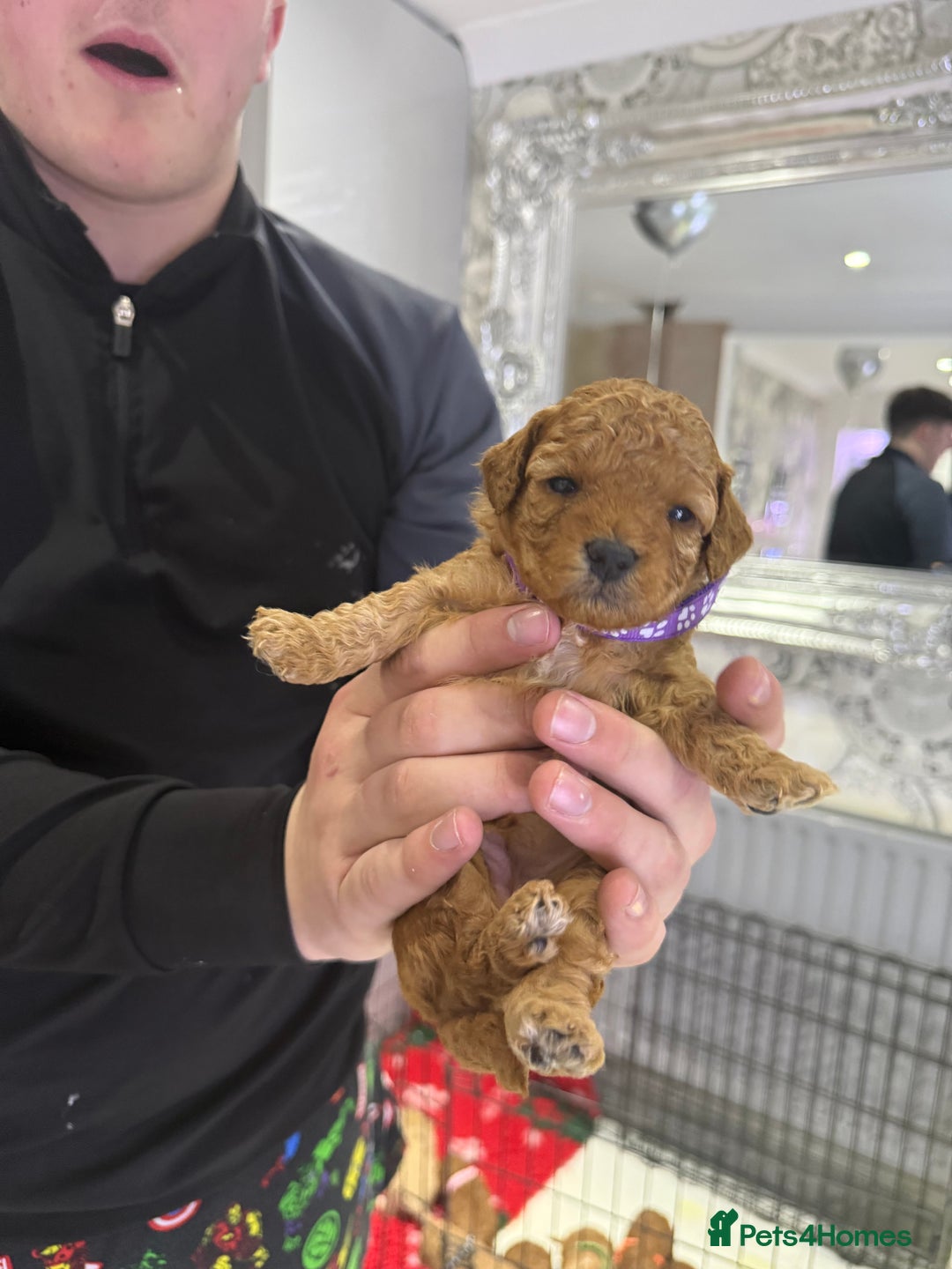 Cavapoo dogs for sale: 8 x cavapoo F1B puppies ready to leave  - Advert 25