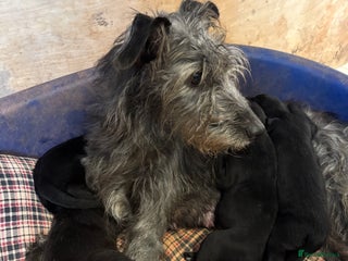 Mixed Breed dogs Whippet x Bedlington x mixed breed - Advert 1
