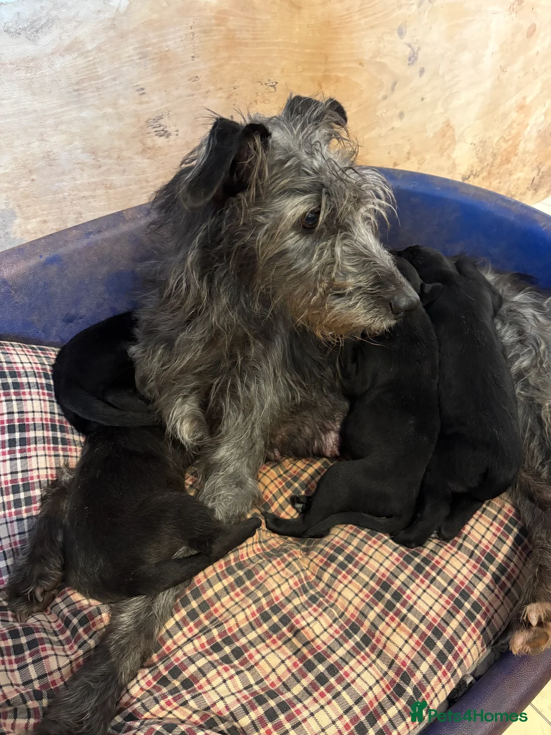 Mixed Breed dogs for sale: Whippet x Bedlington x Huntaway - Advert 1