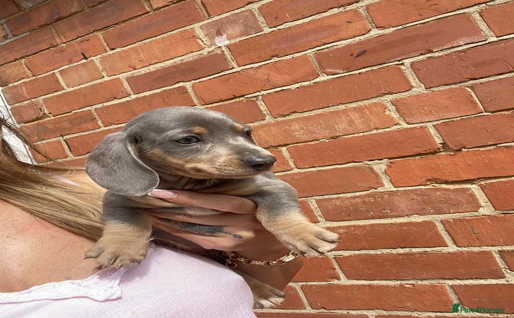 Miniature Dachshund dogs - Advert 8