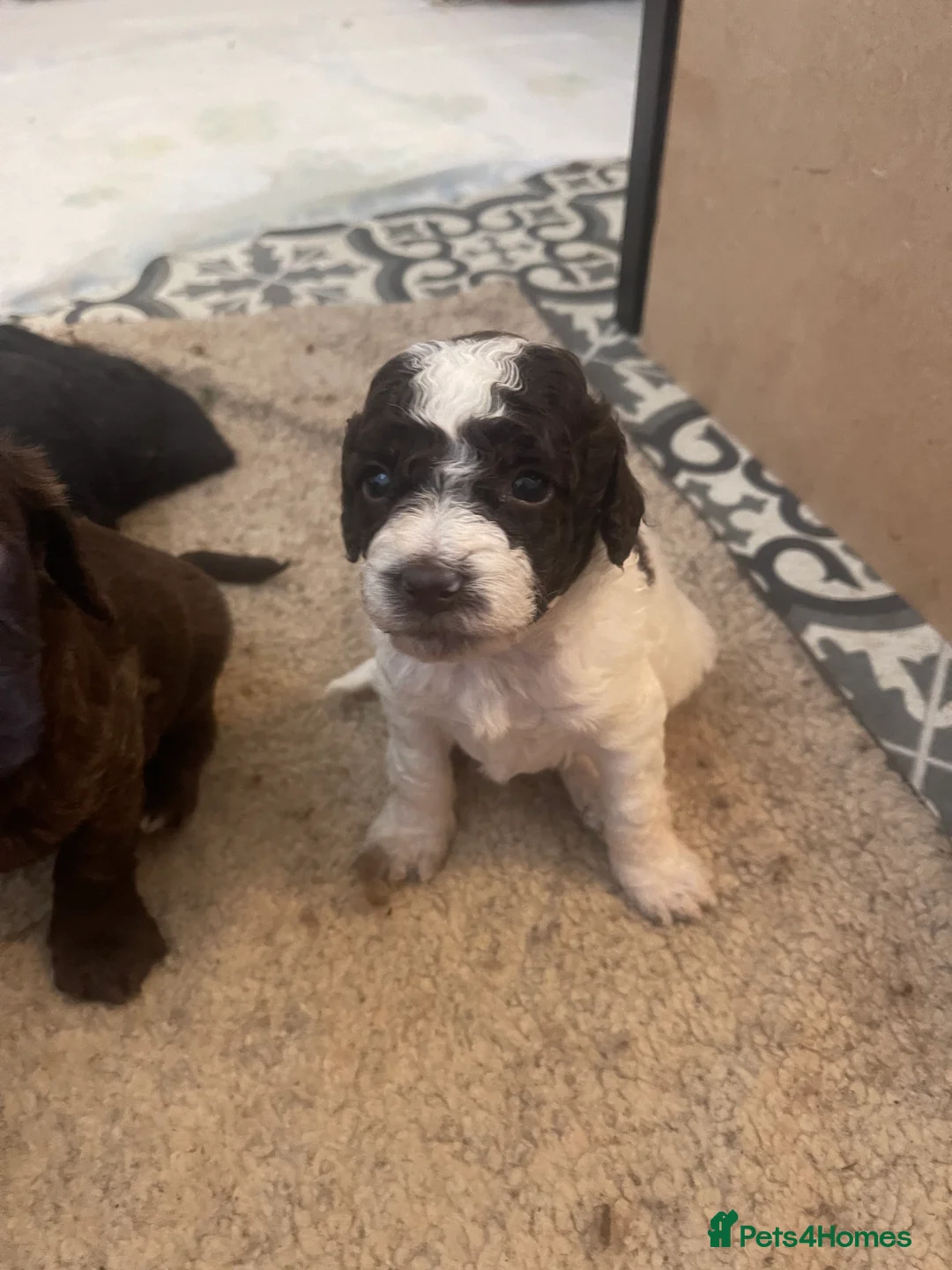 Mixed Breed dogs for sale: Our beautiful litter of Double Doodle puppies —  - Advert 2