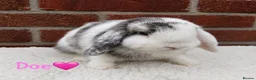 Mini Lop rabbits for sale: Pure breed mini lop  - Advert 3