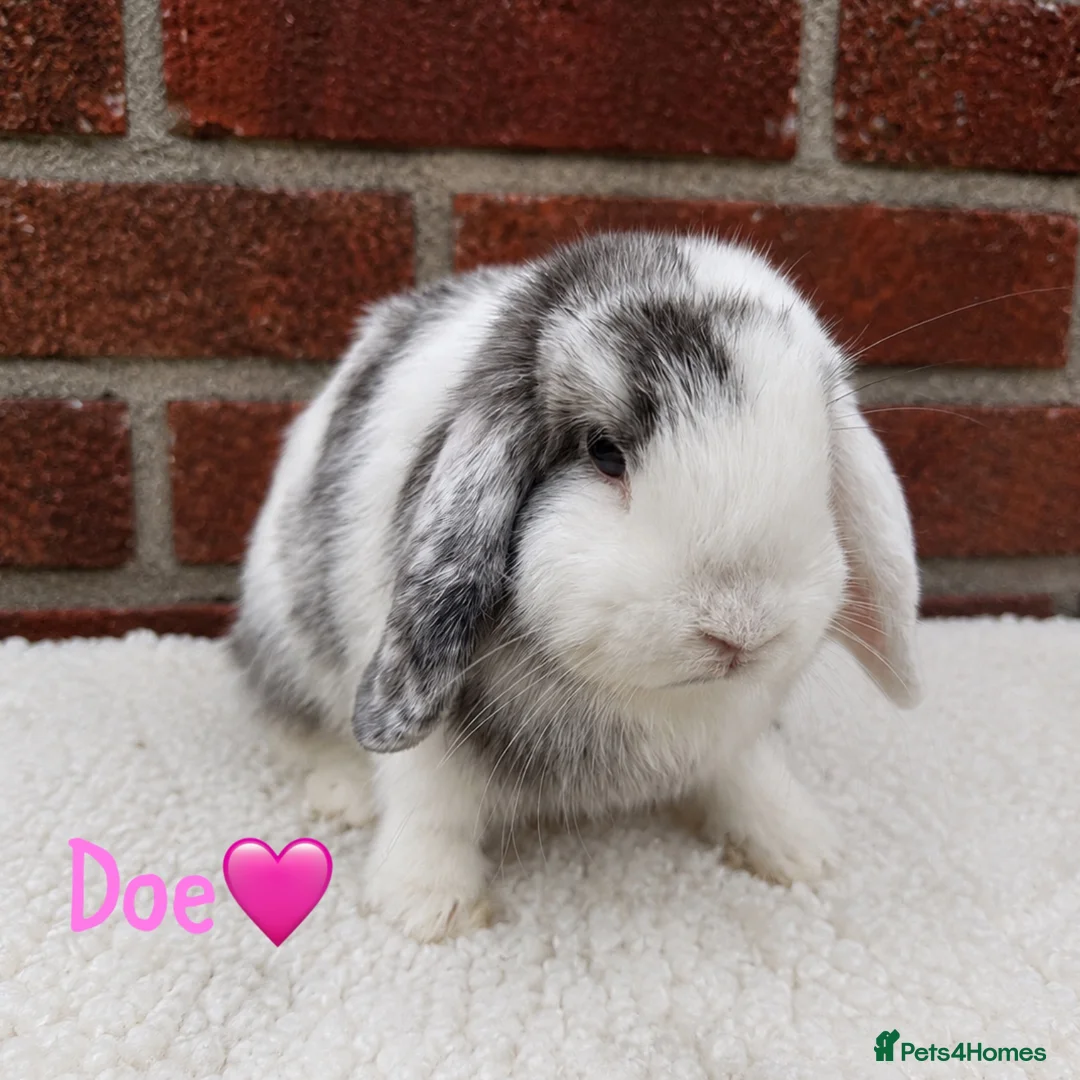 Mini Lop rabbits for sale: Pure breed mini lop  - Advert 3