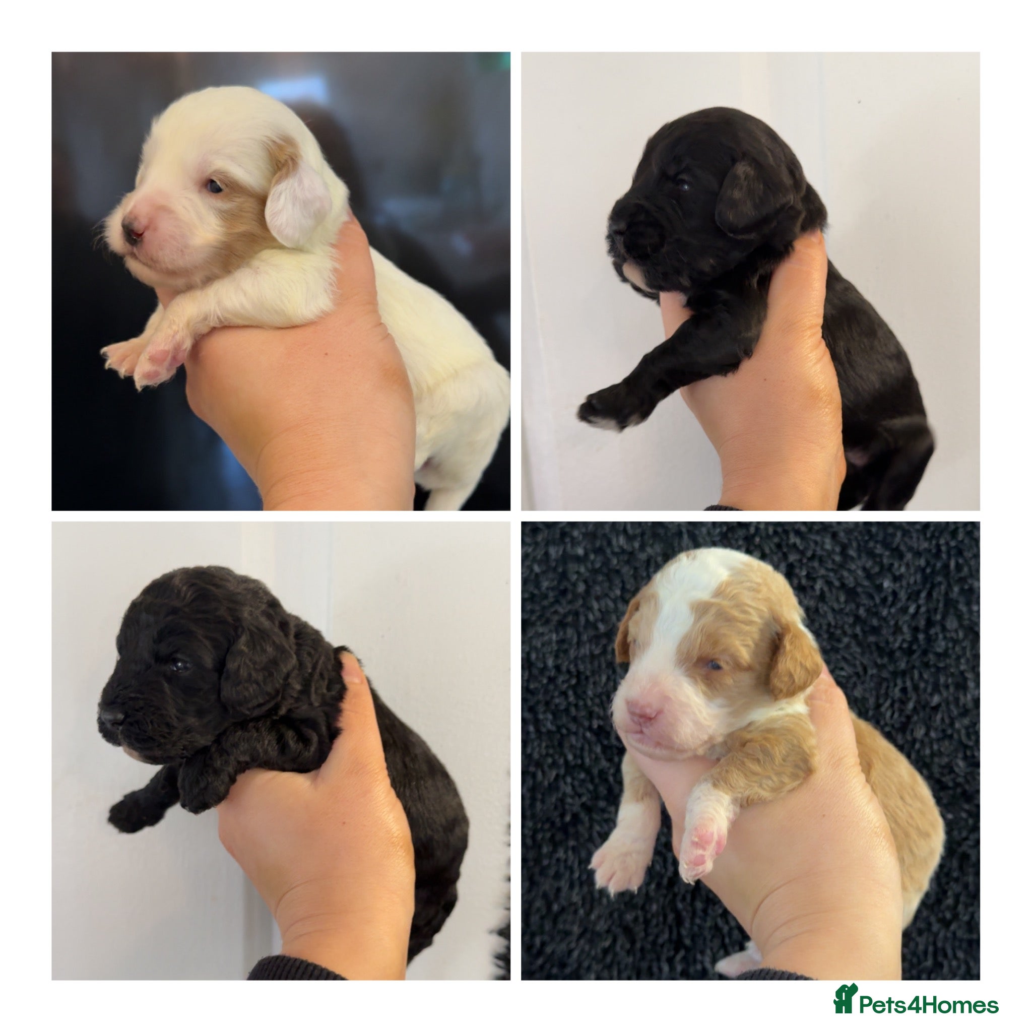 Cockapoo dogs Gorgeous F2 cockapoo puppies  - Advert 6