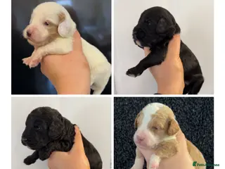 Cockapoo dogs Gorgeous F2 cockapoo puppies - Advert 1