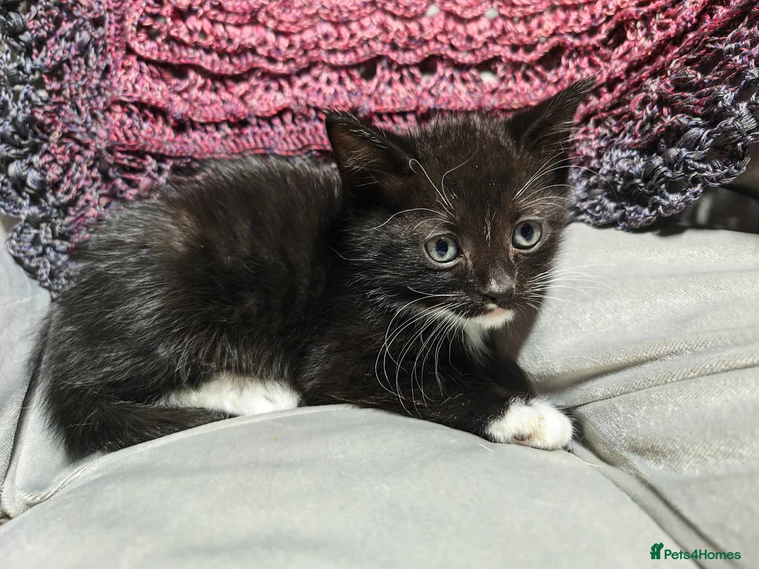 Mixed Breed cats for sale: Wonderful blue-eyed little ones. - Advert 2
