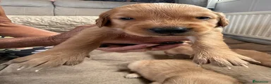 Golden Retriever 1
