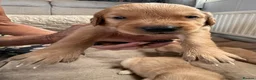 Golden Retriever dogs for sale: Extensively health tested parents!  - Advert 7