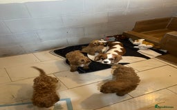 Cavapoo dogs for sale: Cavapoo  - Image 6