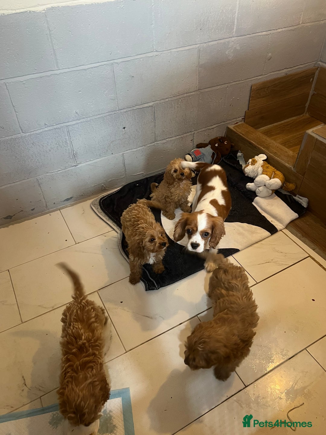Cavapoo dogs for sale: Cavapoo  - Image 6