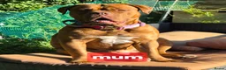 Dogue De Bordeaux dogs for sale: DOGUE DE BORDEAUX PUPPIES in Newark - Advert 6
