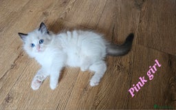 Ragdoll cats for sale: 2 Boys left Gccf £950 Ragdolls  - Image 23