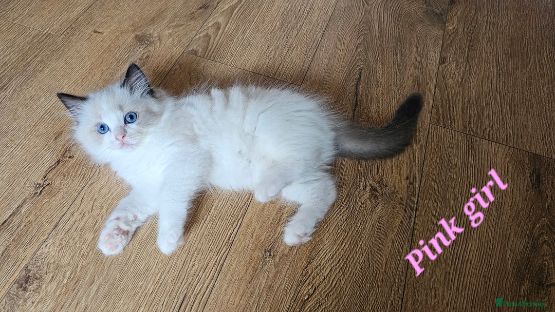 Ragdoll cats for sale: 2 Boys left Gccf £950 Ragdolls  - Image 23