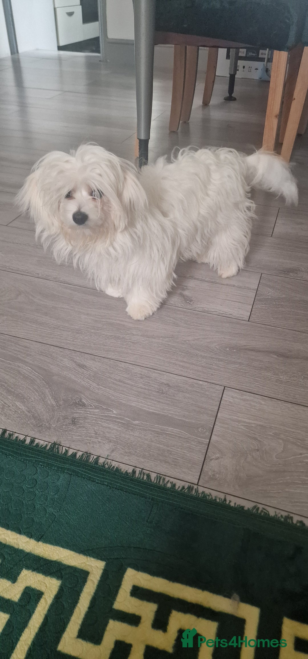 Maltese dogs for sale: Beautiful Maltese  - Advert 4