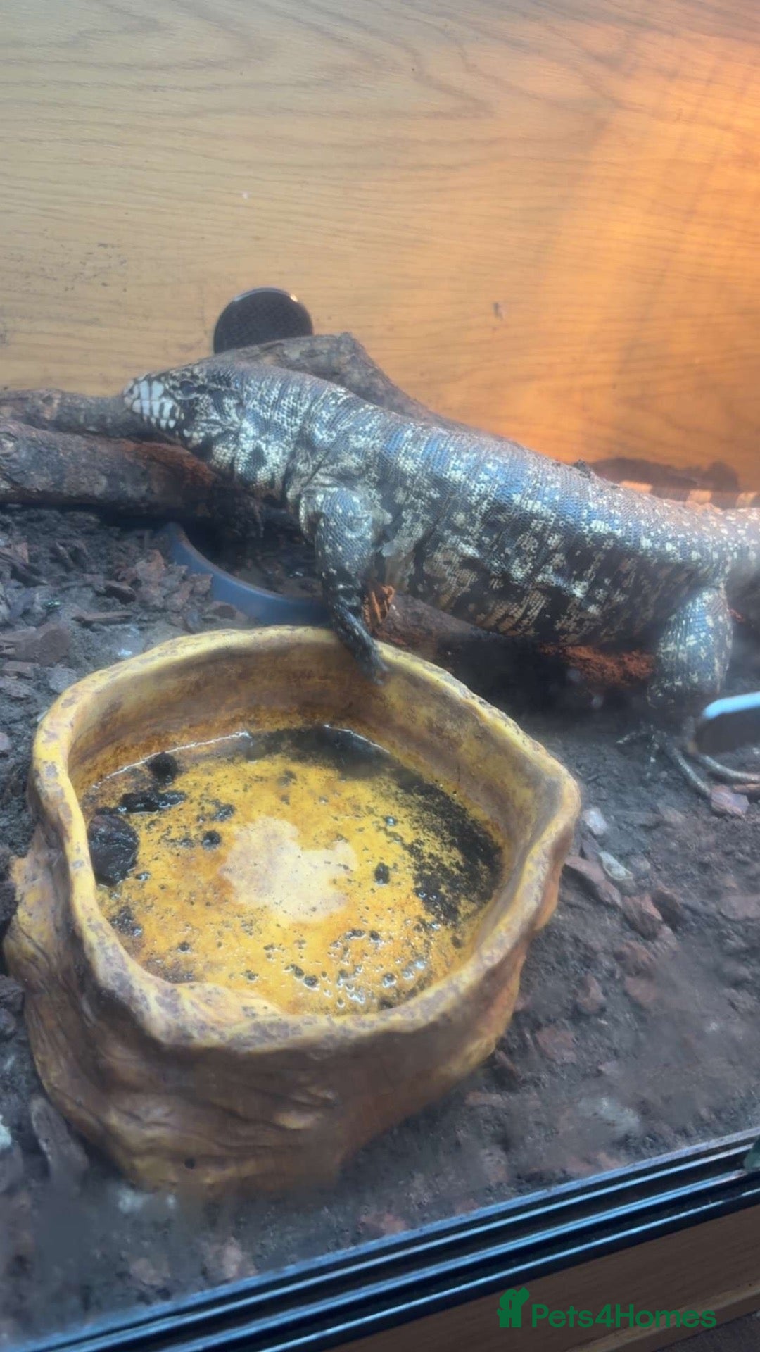 Monitor reptiles Tegu  - Advert 7