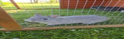 Netherland Dwarf rabbits for sale: Purebred Netherland Dwarf - Advert 5