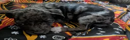 Mixed Breed dogs for sale: English pointer cross Staffordshire bull terrier - Advert 19