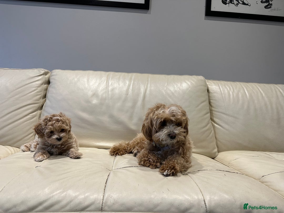 Maltipoo dogs for sale: Rare maltipoo puppies please read description  - Advert 24