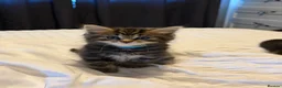 Mixed Breed cats for sale: BEAUTIFUL HOME REARED TABBY KITTENS ready 19/08/26 - Advert 3